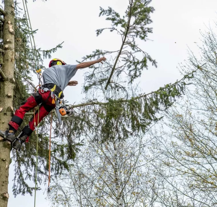 Démontage d'arbres difficiles d'accès, Châtillon-sur-Chalaronne, Au Respect de l'Arbre