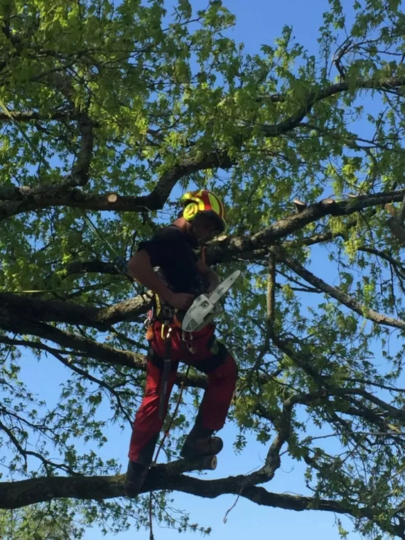 Taille d'arbre fruitier, Châtillon-sur-Chalaronne, Au Respect de l'Arbre