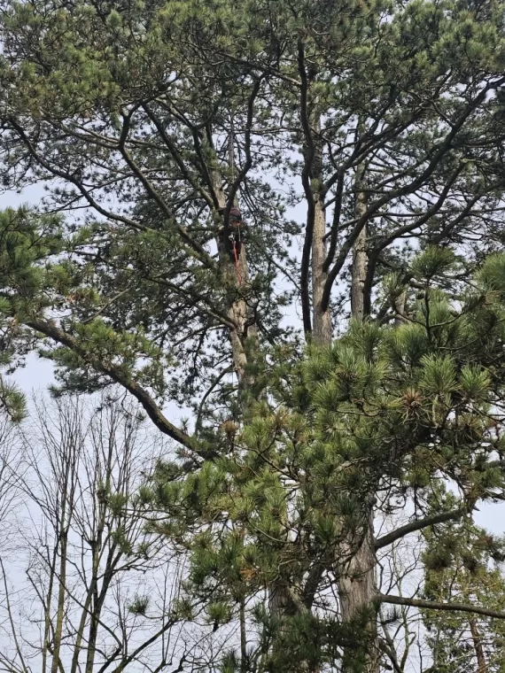 Démontage d'un pin sylvestre à Peronnas , Châtillon-sur-Chalaronne, Au Respect de l'Arbre