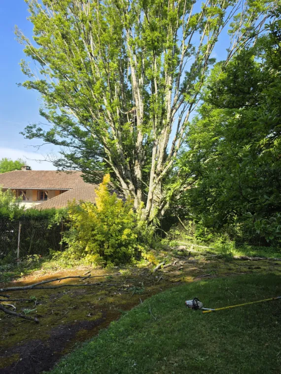 Élagage d'un charme avec mise en sécurité à Châtillon-sur-Chalaronne, Châtillon-sur-Chalaronne, Au Respect de l'Arbre