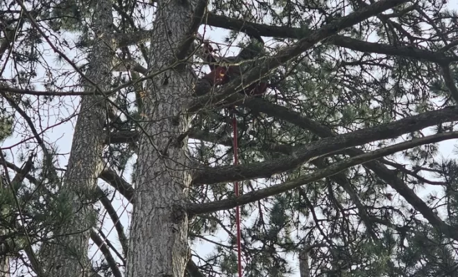 Démontage d'un pin sylvestre à Peronnas , Châtillon-sur-Chalaronne, Au Respect de l'Arbre
