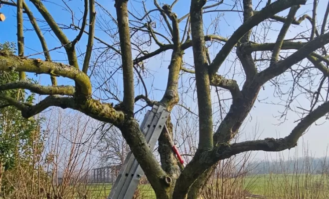 Élagage et éclaircie de bois mort sur un pommier à Vonnas