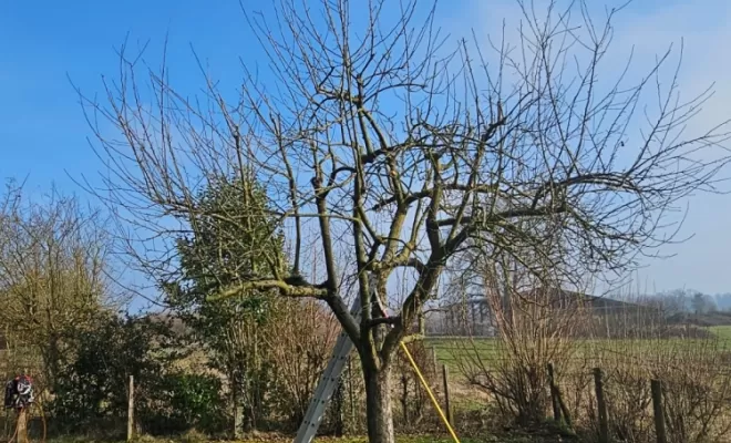Élagage et éclaircie de bois mort sur un pommier à Vonnas