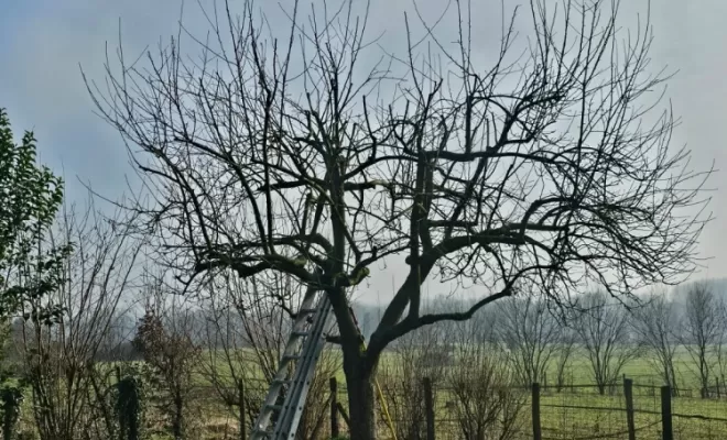Élagage et éclaircie de bois mort sur un pommier à Vonnas
