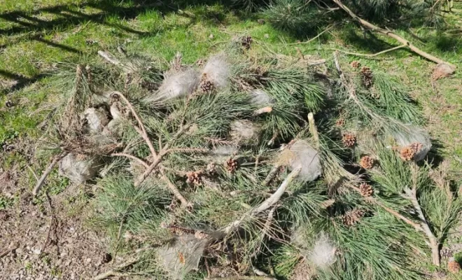Incinération nid de chenilles processionnaire à Sulignat  