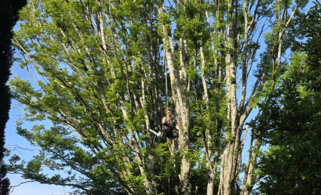 Élagage d'un charme avec mise en sécurité à Châtillon-sur-Chalaronne, Châtillon-sur-Chalaronne, Au Respect de l'Arbre