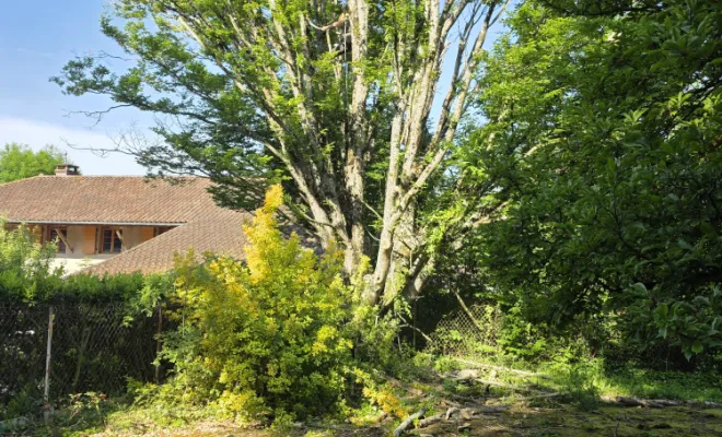 Élagage d'un charme avec mise en sécurité à Châtillon-sur-Chalaronne, Châtillon-sur-Chalaronne, Au Respect de l'Arbre
