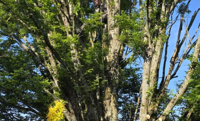 Élagage d'un charme avec mise en sécurité à Châtillon-sur-Chalaronne, Châtillon-sur-Chalaronne, Au Respect de l'Arbre