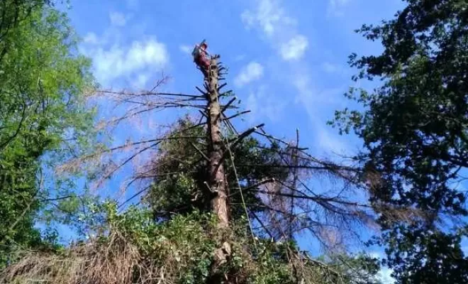 Abattage d'arbre, Châtillon-sur-Chalaronne, Au Respect de l'Arbre