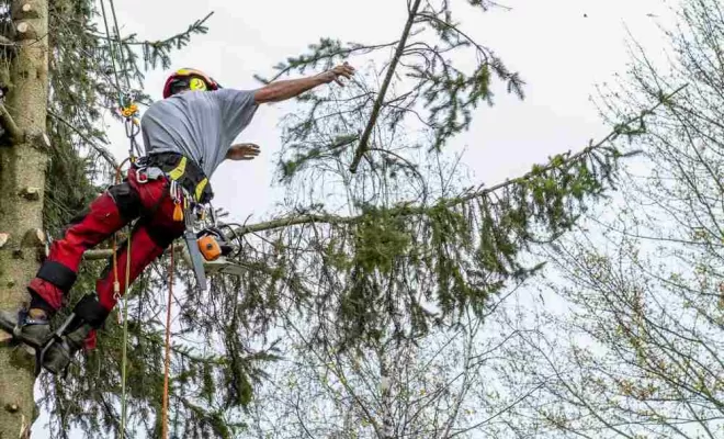 Abattage d'arbre, Châtillon-sur-Chalaronne, Au Respect de l'Arbre