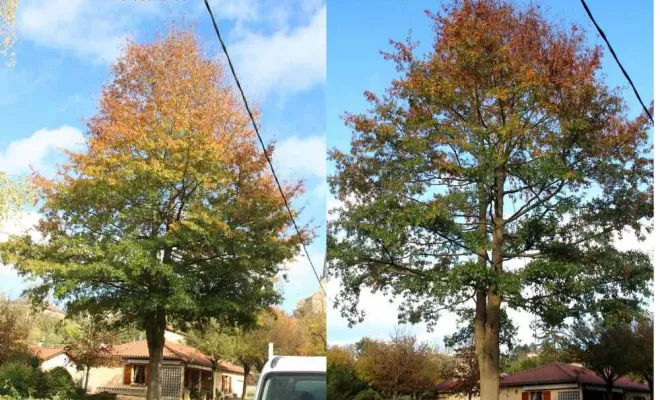 Élagage d'arbre, Châtillon-sur-Chalaronne, Au Respect de l'Arbre