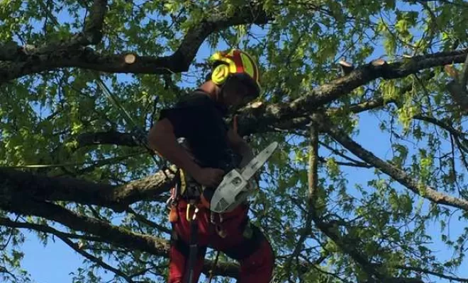 Élagage d'arbre, Châtillon-sur-Chalaronne, Au Respect de l'Arbre