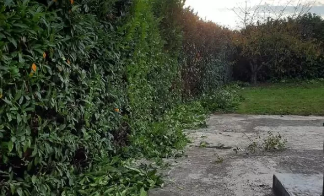 Taille de haie, Châtillon-sur-Chalaronne, Au Respect de l'Arbre